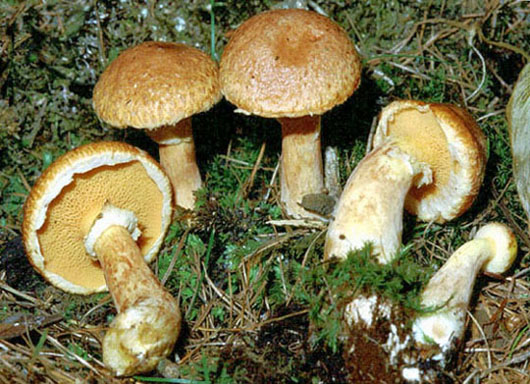 Suillus_tridentinus1.JPG