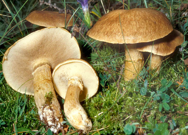 Suillus_viscidus2.jpg