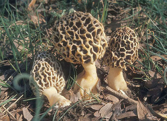 Morchella_esculenta_var_vulgaris_9.jpg