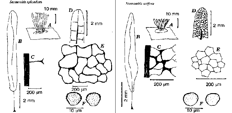 stemonitis2.gif