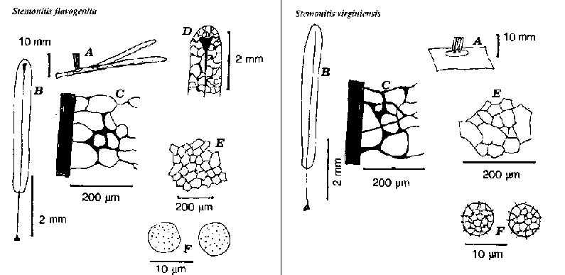 stemonitis3.gif