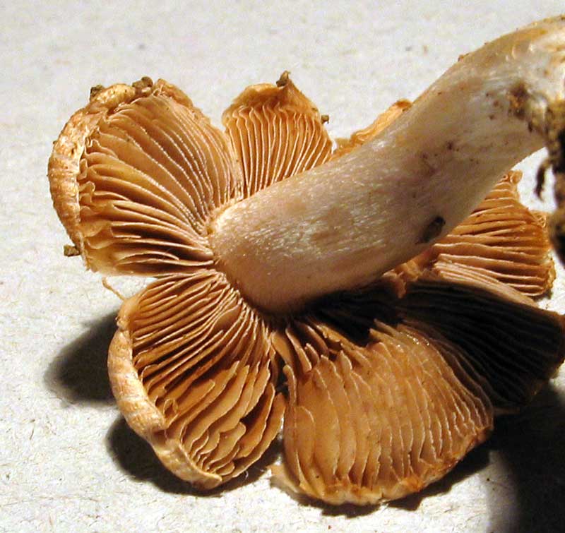 inocybe_forse_008rit.jpg