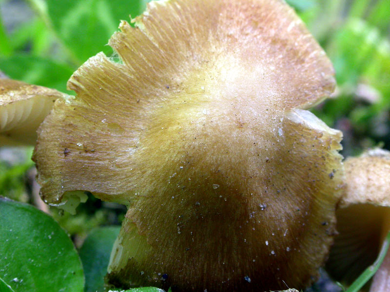 cappelloinocybe.jpg