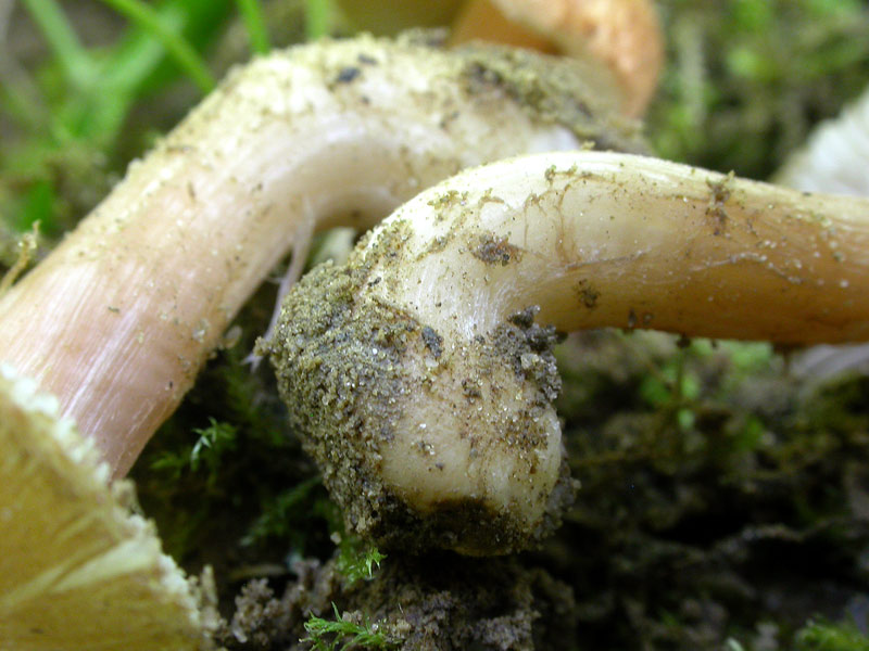 gamboinocybe.jpg