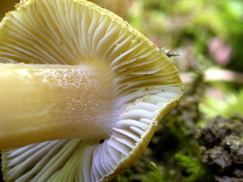 lamelleinocybe.jpg