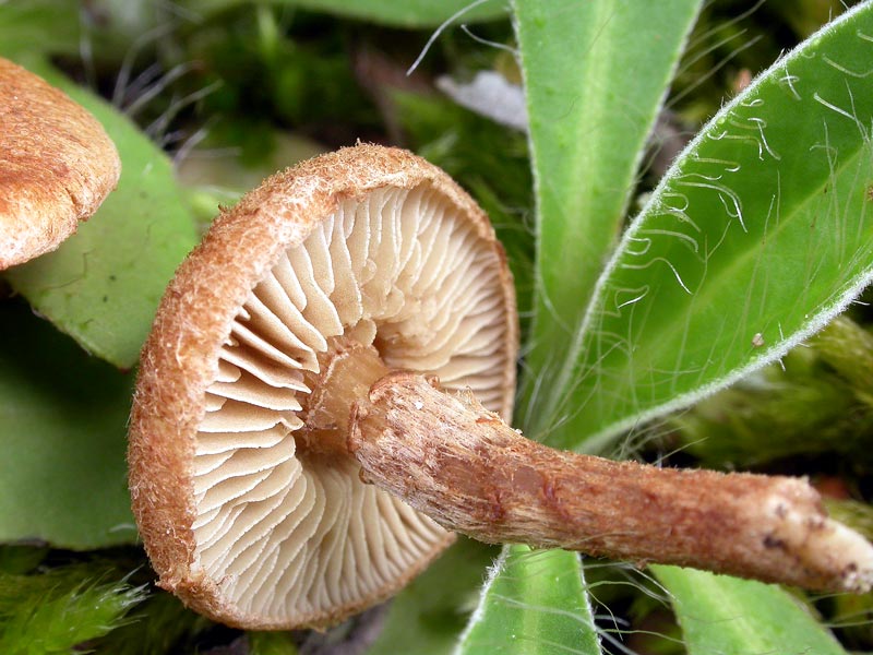 inocybe1.jpg