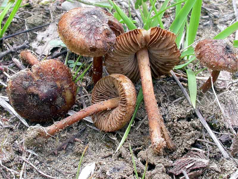 inocybe.jpg