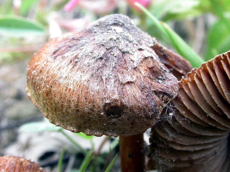 inocybe3.jpg