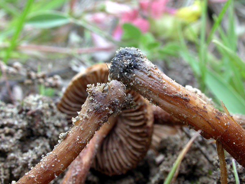 inocybe1.jpg