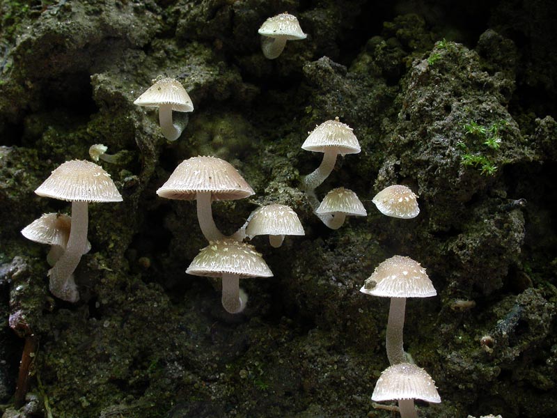 psathyrella.jpg