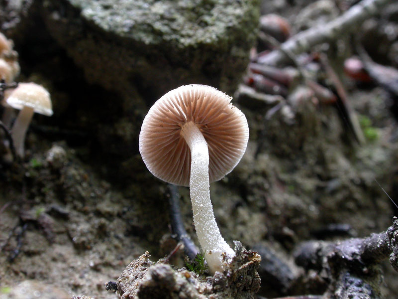 psathyrella2.jpg