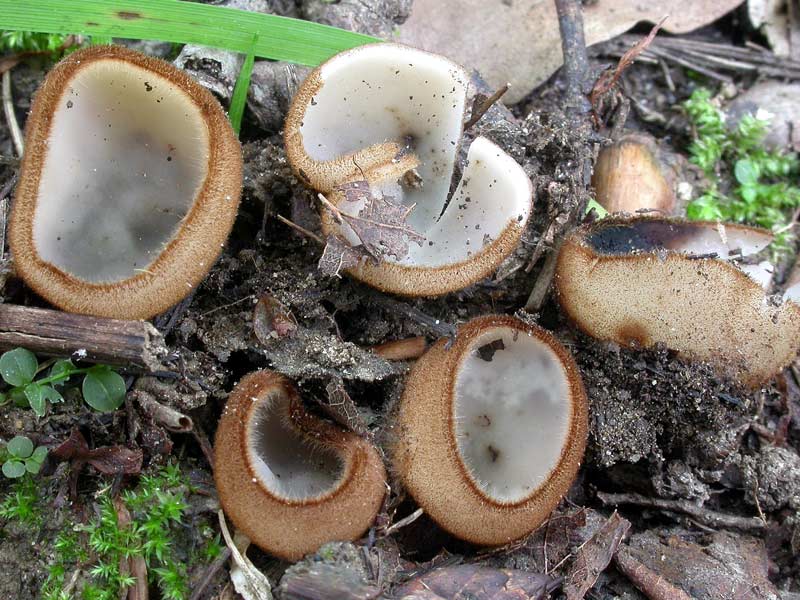 Humaria_hemisphaerica.jpg