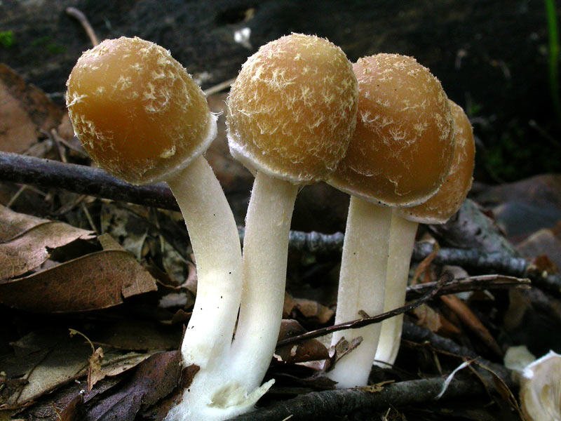 psathyrella.jpg