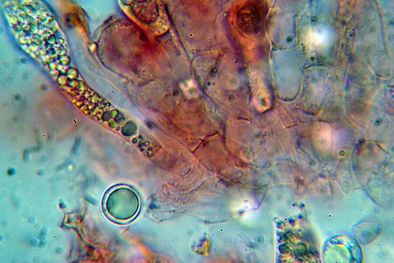 amanita_fraudulenta_2379_12.jpg