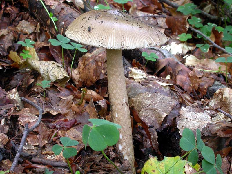 amanita.jpg