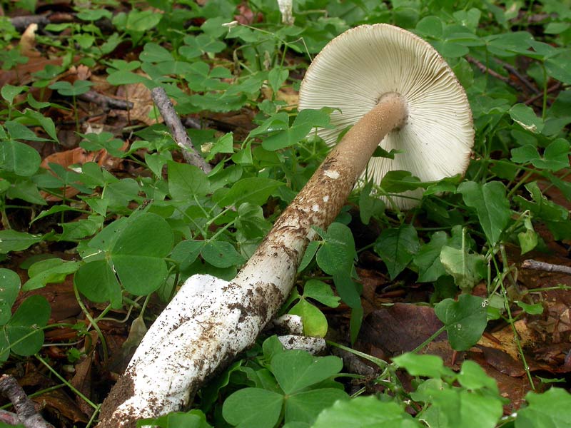 amanita1.jpg