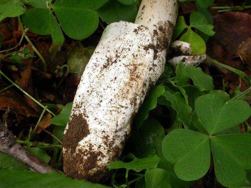 amanita2.jpg