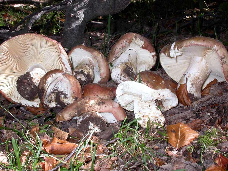 russula.jpg