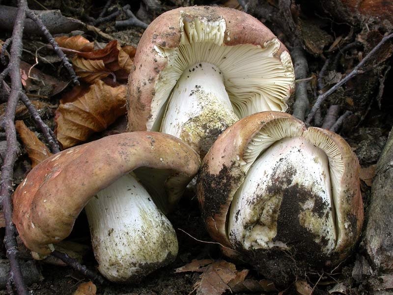 russula1.jpg