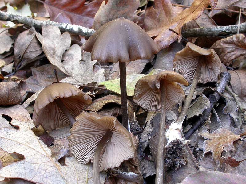 entoloma_cuspidiferum.jpg