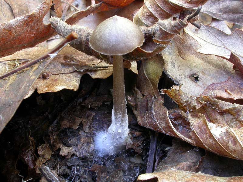 entoloma_cuspidiferumpiccol.jpg