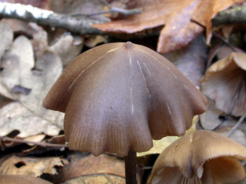 entoloma_cuspidiferum1.jpg