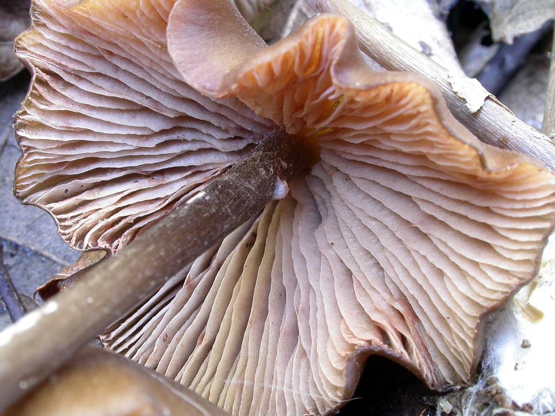 entoloma_cuspidiferum2lamel.jpg