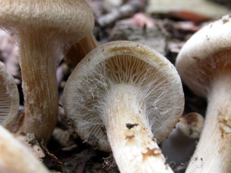 psathyrella_lacrymabunda1.jpg