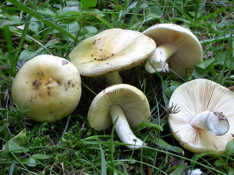 russula_chiara.jpg