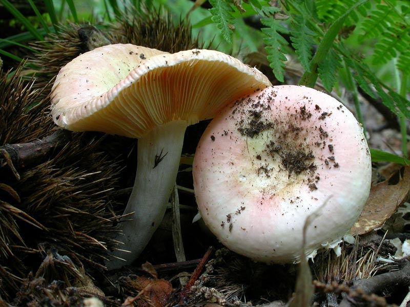 russula1.jpg