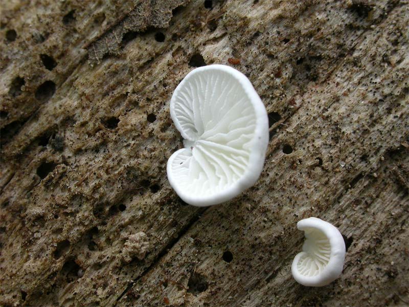 crepidotus1.jpg