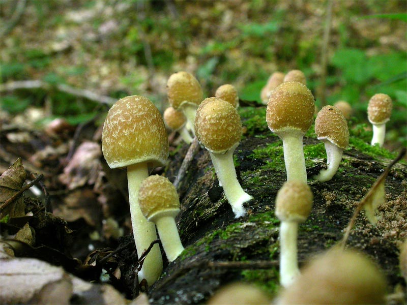 Psathyrella_spintrigena.jpg