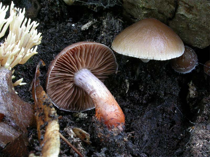 cortinarius.jpg