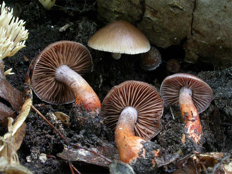 cortinarius1.jpg