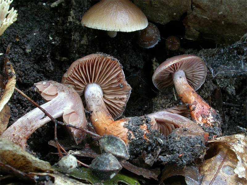 cortinarius2.jpg