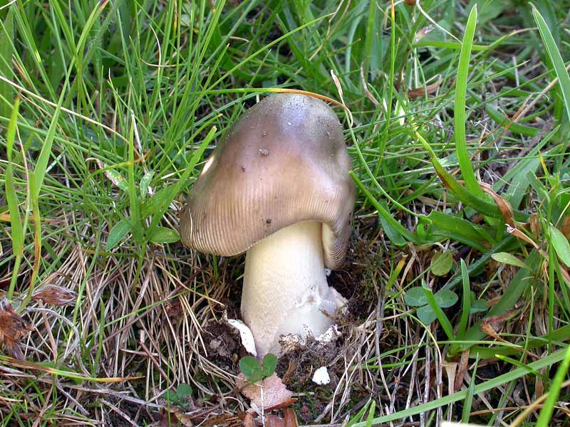 Amanita.jpg