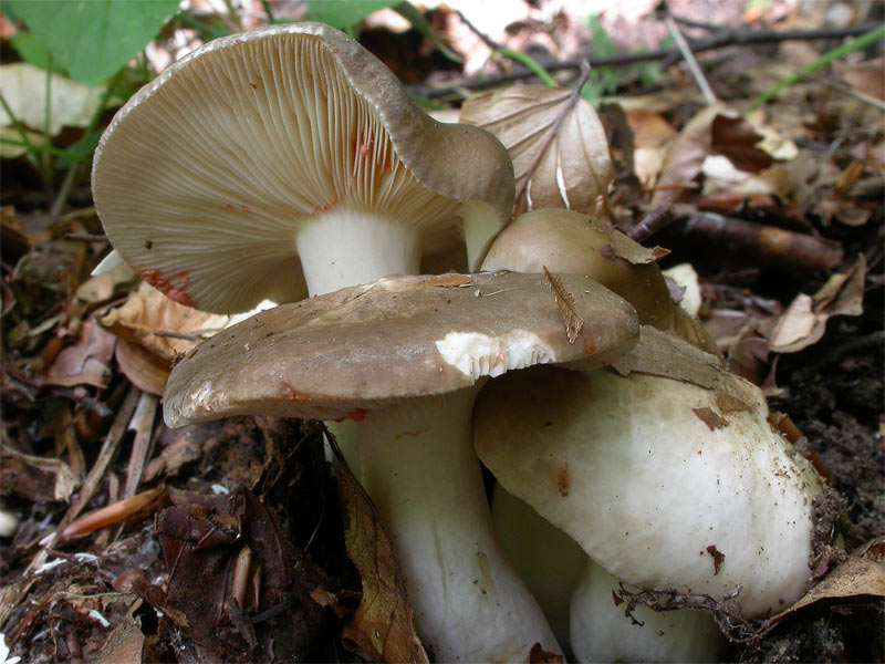 lactarius_acris.jpg