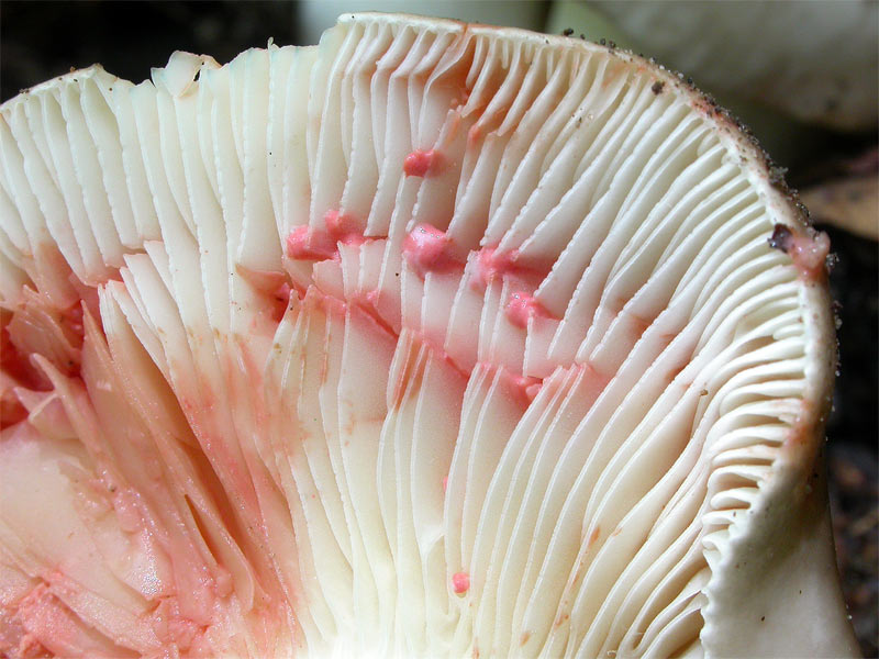 lactarius_acris1.jpg