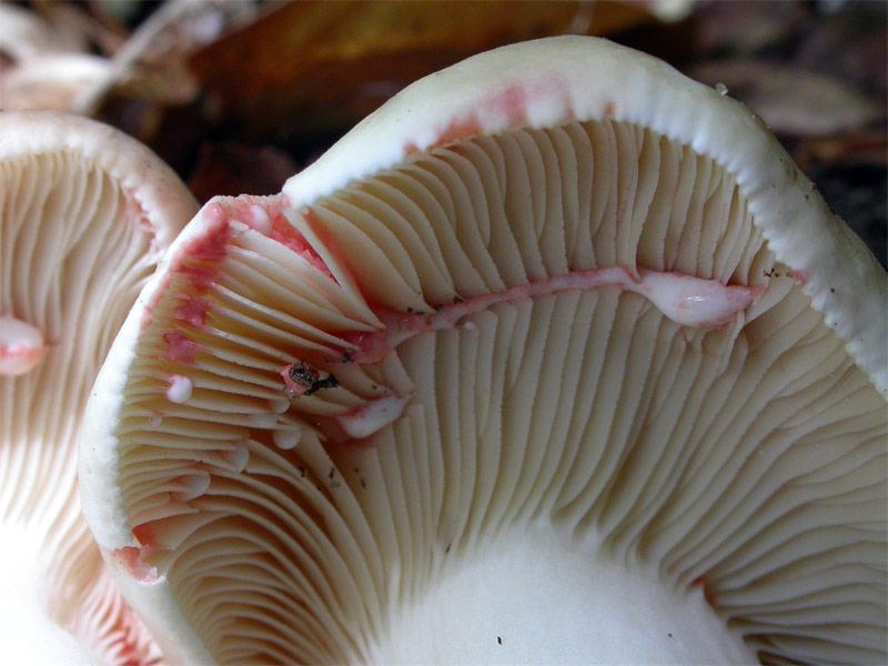 lactarius_acris2.jpg