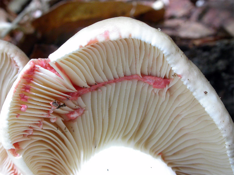 lactarius_acris3.jpg