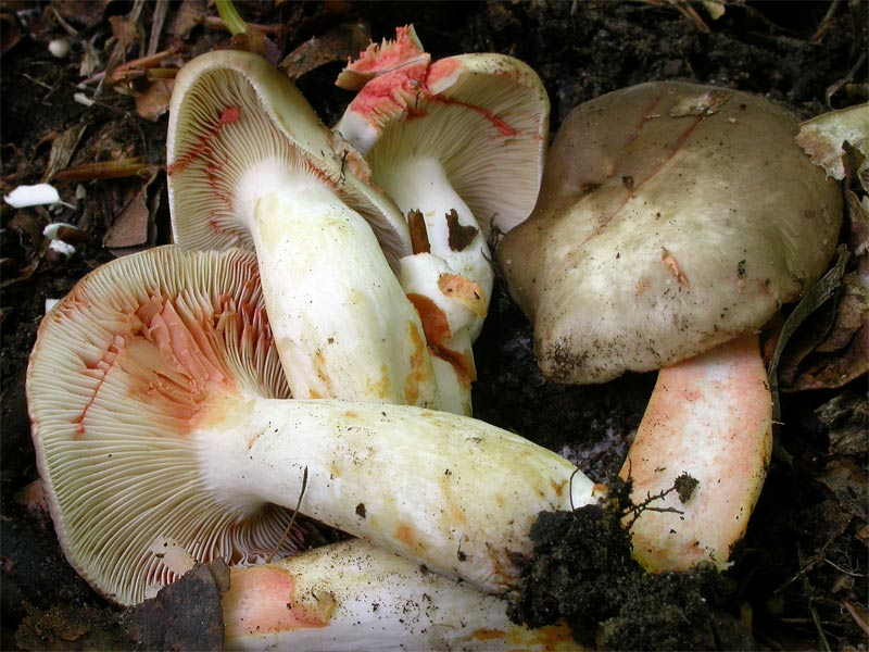 lactarius_acris4.jpg