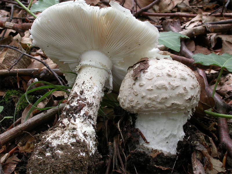 Amanita_strobiliformis.jpg