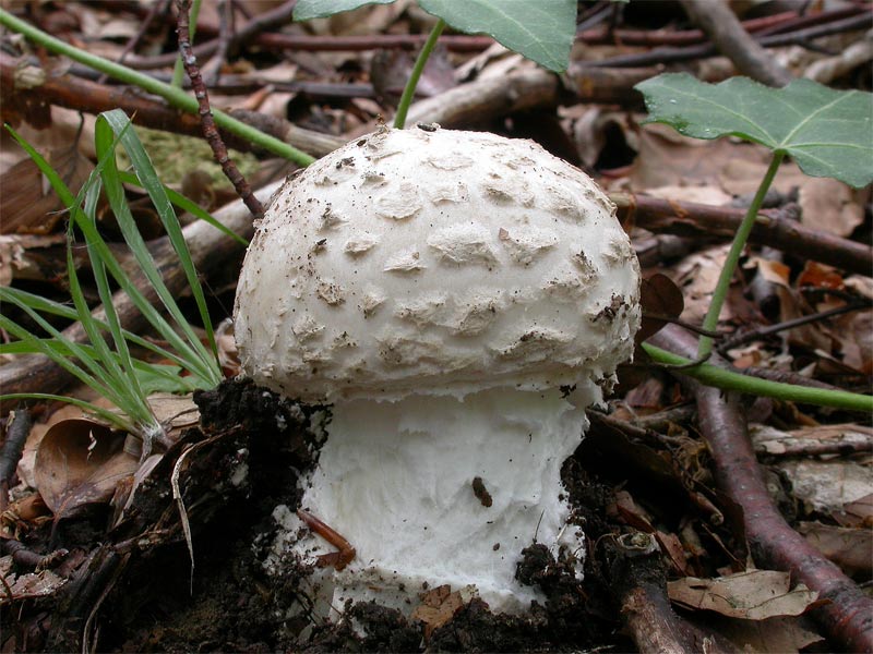 Amanita_strobiliformis1.jpg