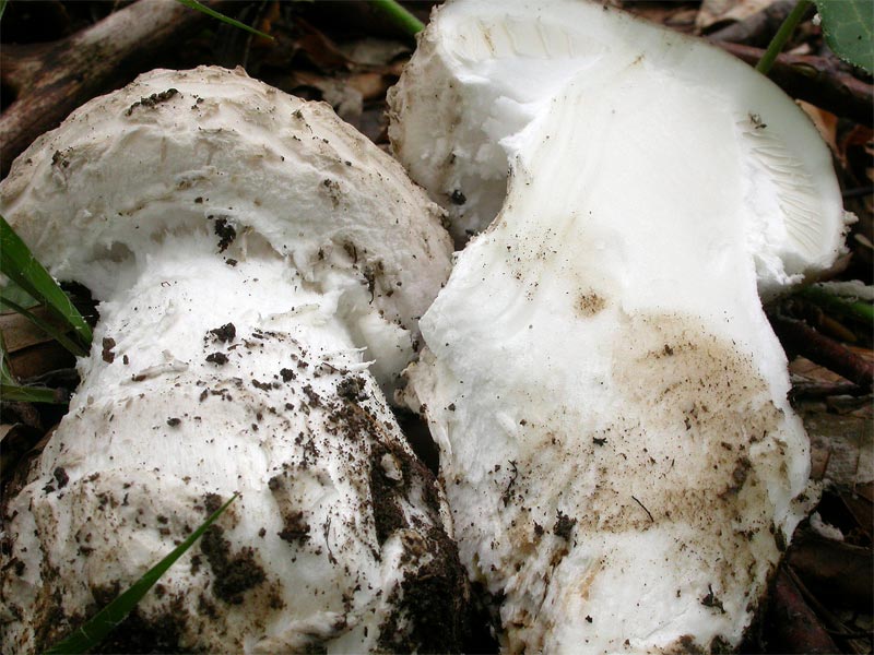 Amanita_strobiliformis2.jpg