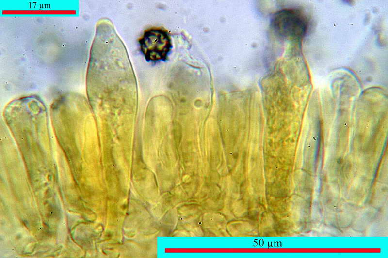 lactarius_acris_07.jpg