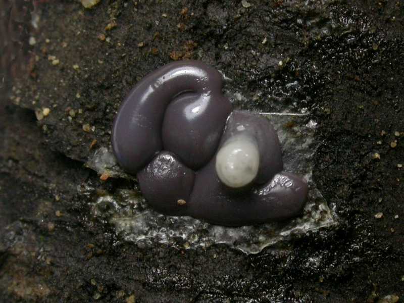 dianema_depressum_6010801af.JPG