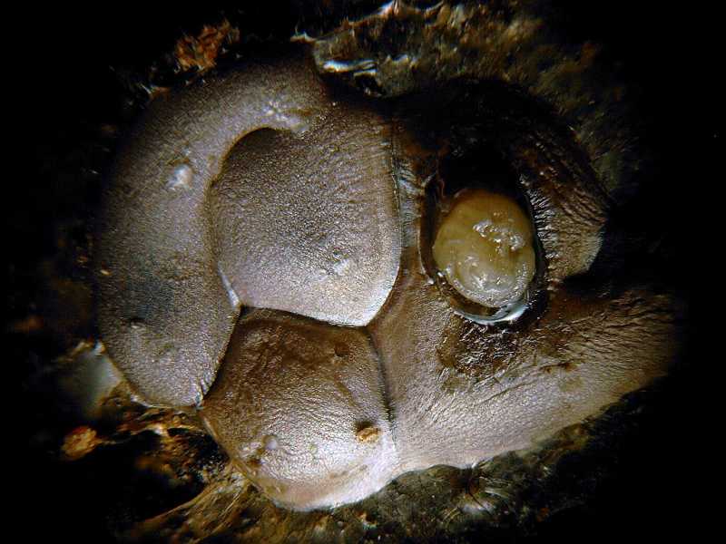 dianema_depressum_6010801cf.JPG