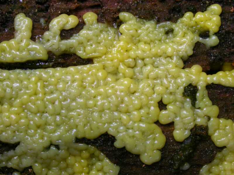 ceratiomyxa_fruticulosa_porioides_flava_6060202af.JPG