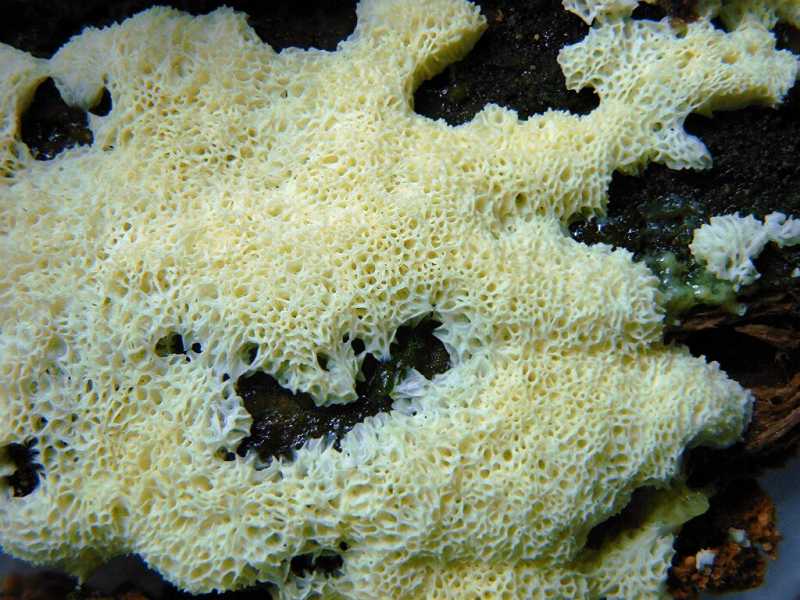 ceratiomyxa_fruticulosa_porioides_flava_6060202cf.JPG