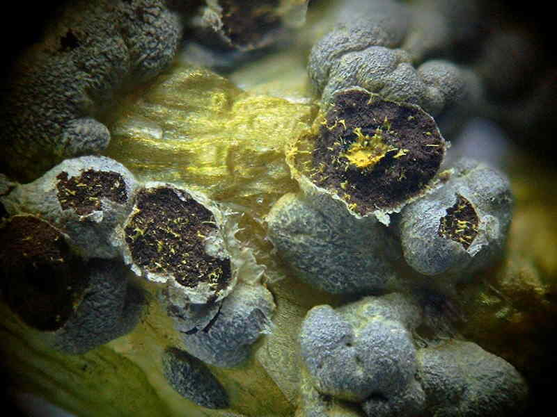 physarum_virescens_6072301df.jpg